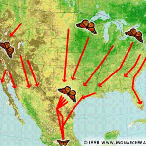 Door Landscape Monarch Migration Photo Gallery